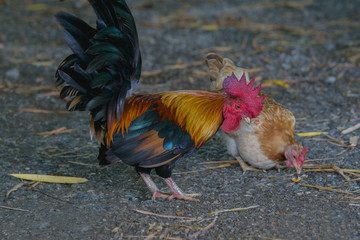 male and female bantam on rough ground