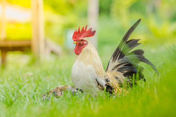 The little colourful chichen in the wide green field, bantam chicken, poultry