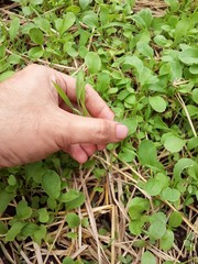 hand pulling grass weed out of garden