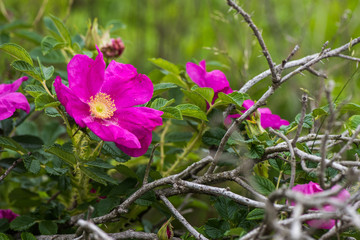 Dog Rose blossoms Rosa canina 