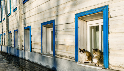 Two cute cats sitting on a window sill of a traditional Russian house in Suzdal, Russia