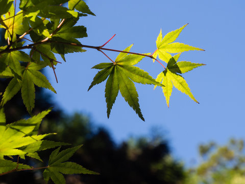 Japanese maple leaves in summertime