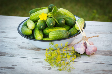 Cucumbers in metal bowl and fresh garlic with dill in garden on sunny day
