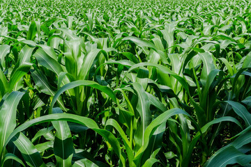 Green corn field in agricultural garden