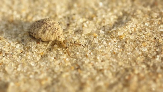 Video 3840x2160 - Antlion larva burrows in the sand - macro
