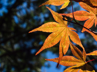Red Japanese maple leaves