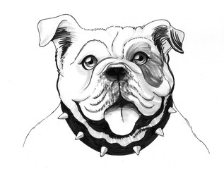 Bulldog Sketch