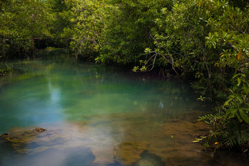Mangrove trees along the turquoise green water.