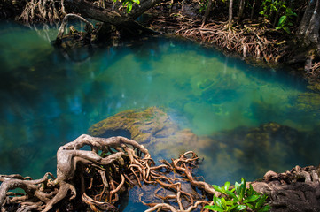 Mangrove trees along the turquoise green water.