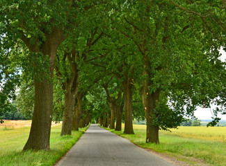 Fototapeta na wymiar Allee/ Auf beiden Seiten von Bäumen begrenzte Straße oder Weg. 