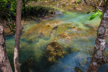 Mangrove trees along the turquoise green water.