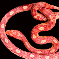 Amel Motley Corn snake isolated on black