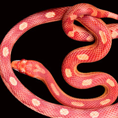 Fototapeta premium Amel Motley Corn snake isolated on black
