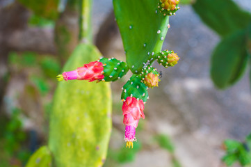 Cactus with red flowers