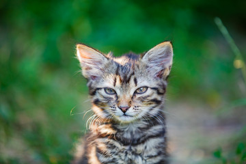 Obraz premium Portrait of cuortrait of cute little kitten outdoor in summerte little kitten in the garden