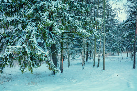 Fototapeta Snowy winter forest
