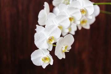 White orchid flower with drops on a wooden background, closeup