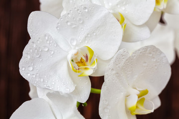 Fototapeta na wymiar White orchid flower with drops on a wooden background, closeup
