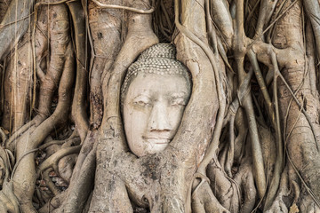 Buddha head statue inside the bodhi tree