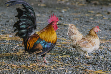 male and female bantam on rough ground