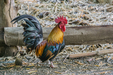 male bantam on rough ground