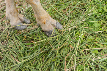 Close up feet of Asian buffalo