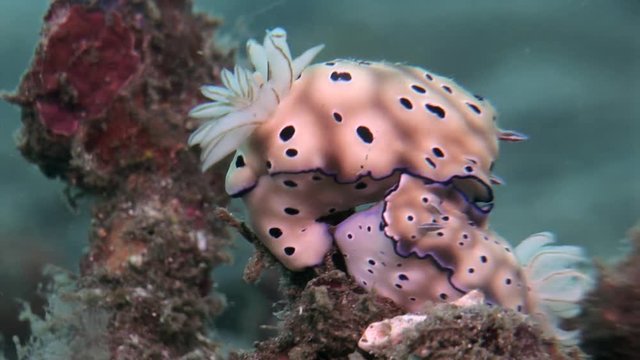 underwater colorful slug macro  lumbeh strait indonesia 