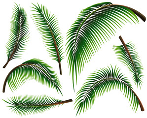 Fototapeta na wymiar Different sizes of palm leaves