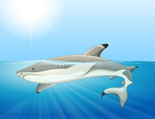 Wild shark swimming in the sea