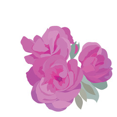 Watercolor Pink Roses bouquet isolated Vector