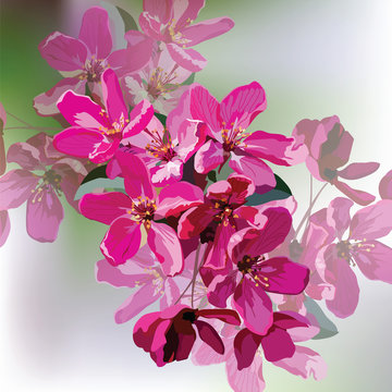 Vector Spring Summer Pink flowers blossom tree branch. Pelargonium geranium bright cerise. Photo realistic Vector flowers Illustration