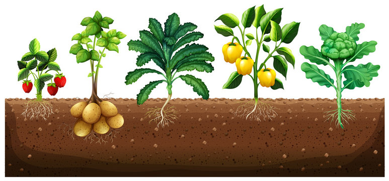 Many kinds of vegetables planting on ground