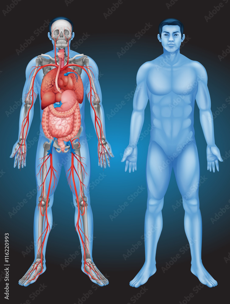 Poster Human anatomy with different organs