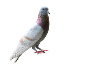 Pigeon on white.