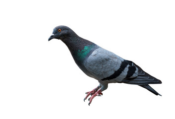 Pigeon on white.