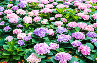 Fototapeta premium Beautiful flowers in the garden.