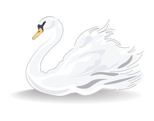 Swan Vector isolated on white