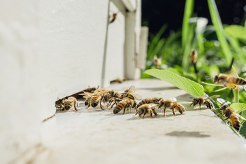 Beekeeping, The bees at front hive entrance, honeycomb in a wooden frame