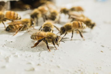 Beekeeping, The bees at front hive entrance, honeycomb in a wooden frame