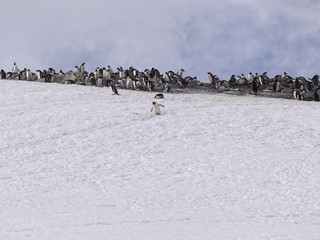 gentoo penguin of  antarctica