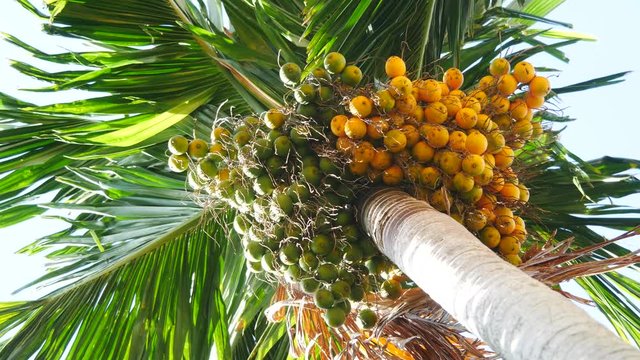 Group of young fresh small green fruits of decorative plant, betel palm on the palm tree under natural sunlight and environment