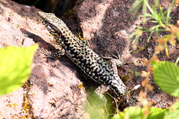 Waldeidechse in der sonne