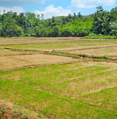 Fototapeta na wymiar fields with crops of rice Sri Lanka