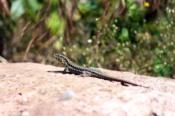 Waldeidechse in der sonne