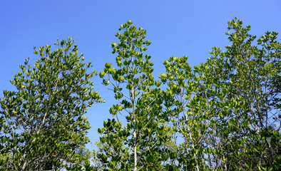 forest mangrove horizontal