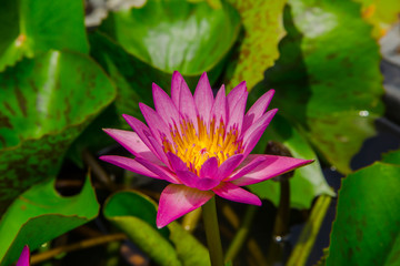 beautiful purple lotus