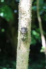 タラの木に留まるクマゼミ