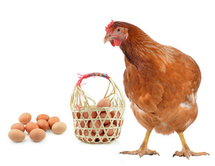 Hen eggs isolated on white background.