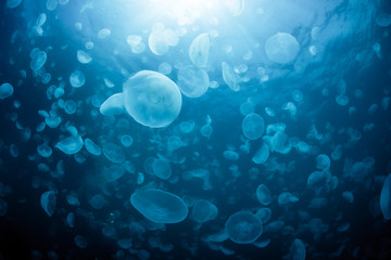 Fototapeta premium School of Water Jelly