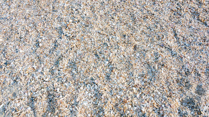 Shells on the beach, for background.